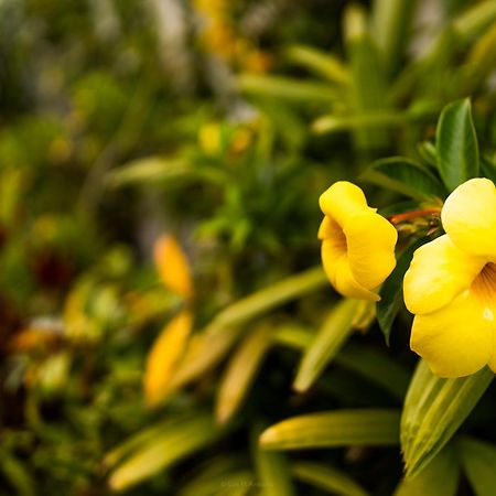 Villa Laurisilva Sauzal Ngoại thất bức ảnh